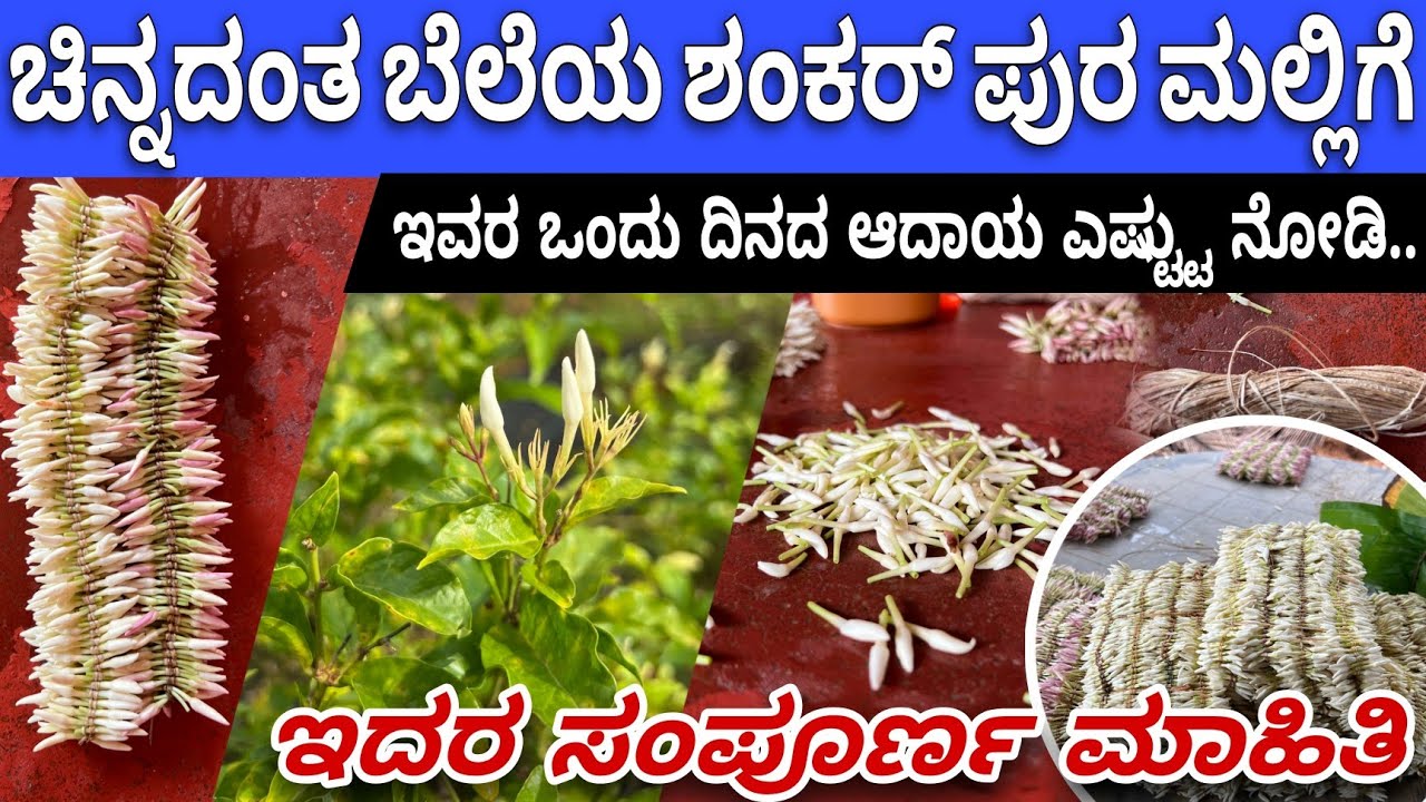 ಇದರಲ್ಲಿ ಬಂಡವಾಳ ಕಡಿಮೆ ಆದಾಯ ಹೆಚ್ಚು |#jasmine #Jasmineflower| ಶಂಕರ್ ಪುರ ಮಲ್ಲಿಗೆಯ ಸಂಪೂರ್ಣ ಮಾಹಿತಿ