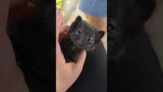 It looked for the first time😲#cat #street #live #love #help #beautiful #suffering #baby #alone