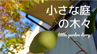 【庭造り】お庭の木々を紹介します／ソヨゴ、ヒメシャラ、ユーカリなど20種