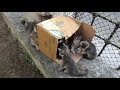 Mother cat is playing hide and seek with her kittens