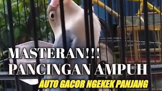 PANCINGAN /MASTERAN LOVE BIRD KONSLET FIGHTER NGEKEK PANJANG, PASTI NYAUT & GACOR