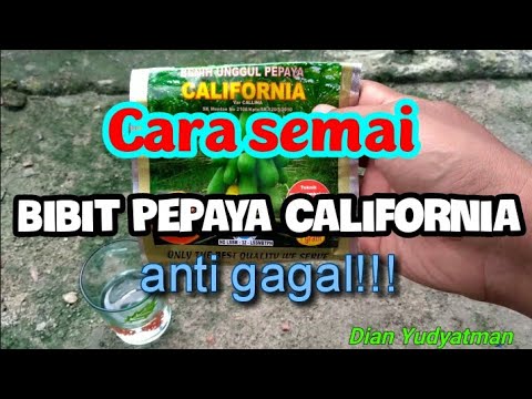 CARA SEMAI BIBIT PEPAYA CALIFORNIA SEDERHANA DAN MUDAH UNTUK DILAKUKAN SIAPA SAJA