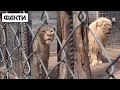 🐵 Евакуація триває! З Харківського зоопарку продовжують рятувати тварин