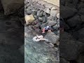 A Shark In Tacoma Washington State A Man Caught A Shark On A Fishing Line At Les Davis Pier 3 A Shark In Tacoma Washington State A Man Caught A Shark On A Fishing Line At Les Davis Pier 3