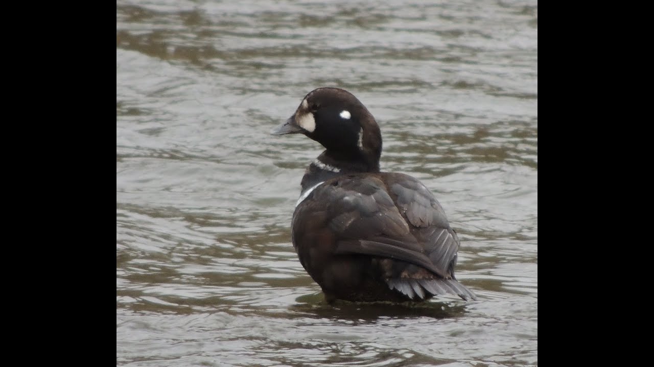 Harlequin Duck, Aberdeen, 06/02/2015 