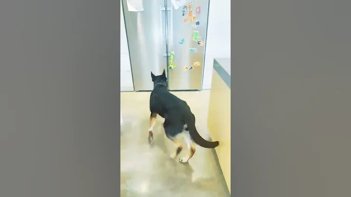 Our Dog gets drinks for you from fridge