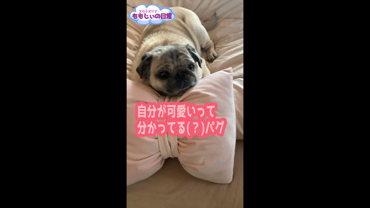 Shorts 自分が可愛いって分かってる パグ Pug Knows That I Am Pretty Youtube