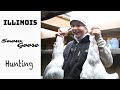 Hunting Flocks of Snow Geese with Willow Creek Waterfowl