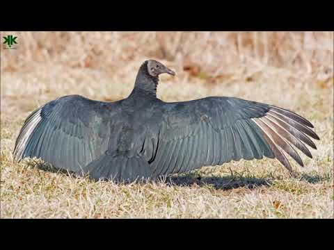 Video: Bir akbaba ile akbaba arasındaki fark nedir?