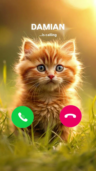 DAMIAN CAT CALLING😘 #ringtone #cat #catlover #youtubeshorts #funny #shorts #funnycats #shortvideo