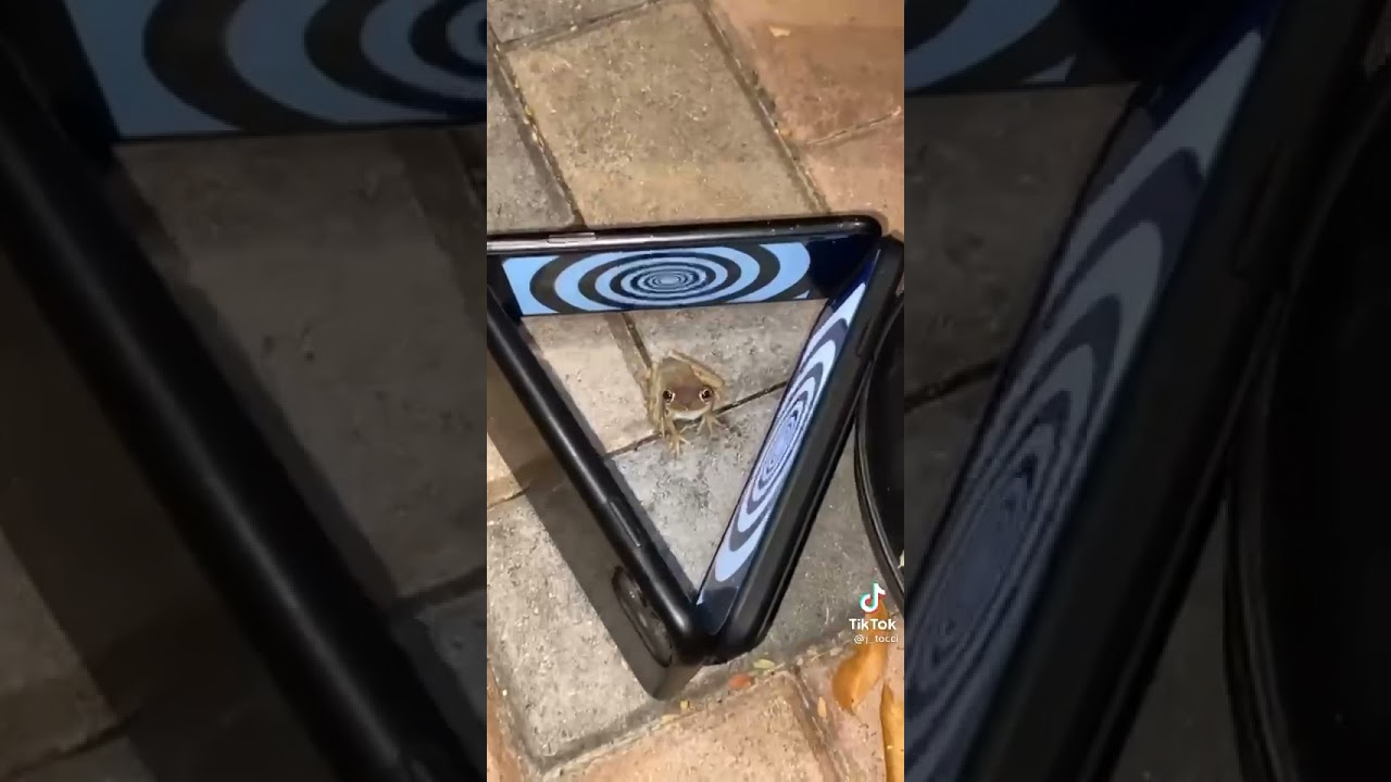 Frog hypnosis meme