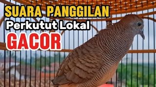 Perkutut Lokal Gacor Suara Kung Besar Pancingan Burung Perkutut Agar Bunyi