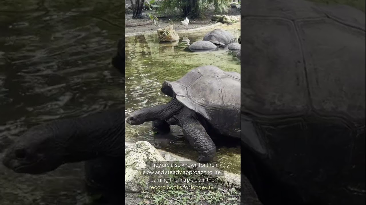 The Slow and Steady Survivor of the Islands 