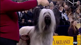 Archer the Skye Terrier wins WKC Terrier Group 2025