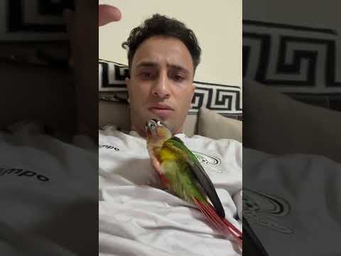 بغبغبان 