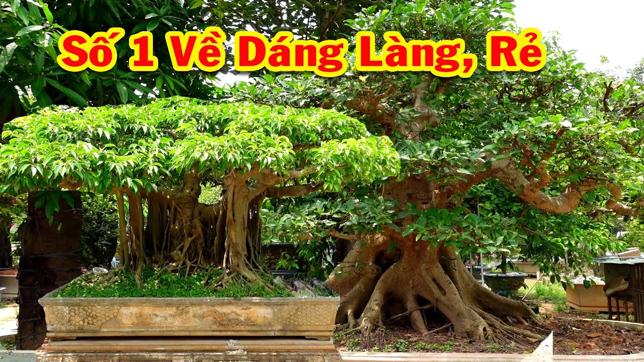 Trước đây cây này trả gần tỷ không bán, bây giờ bán rẻ... - youtube