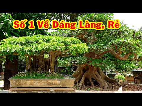 Video Trước đây cây này trả gần tỷ không bán, bây giờ bán rẻ... - youtube
