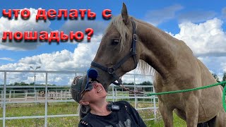 видео: Случилось за неделю: лошадь получила жуткую травму, у нас новая собака и сложный вопрос про возраст. картинка: Случилось за неделю: лошадь получила жуткую травму, у нас новая собака и сложный вопрос про возраст.