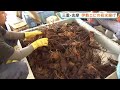 三重・志摩　伊勢エビの初水揚げ　“磯焼け”の影響で漁獲量減少　去年より1300円高く取引　きょうは約100キロ水揚げ｜TBS NEWS DIG
