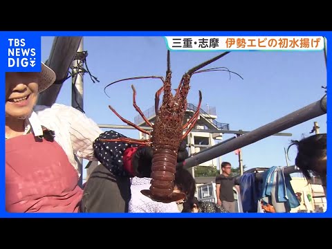 First Catch of Spiny Lobster in Shima, Mie: Fishing Yield Drops Due to "Isoyake" (Seaweed Bed Los...
