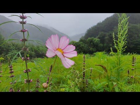 택시 영업중 <strong>태백산</strong> <strong>등산로</strong> 영상을 담던중 앗싸 돈되는 승객을 모셨다