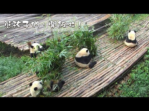 《熊貓早晚安》熊孩子們，開飯啦！| iPanda