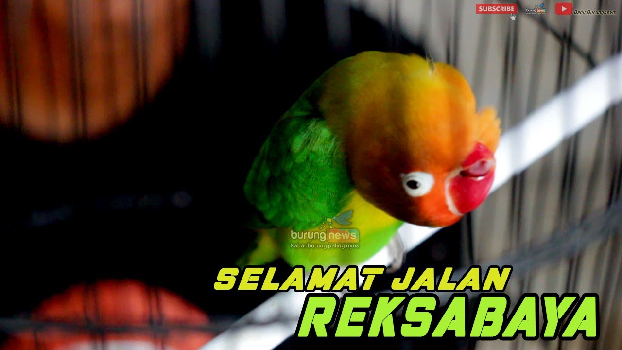 Selamat Jalan Reksabaya Dan Selamat Dirumah Barumu Bersama Dr