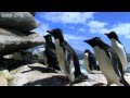 Rockhopper Penguins Hop to the Top - Penguins: Spy in the Huddle  - Episode 1 Preview - BBC One