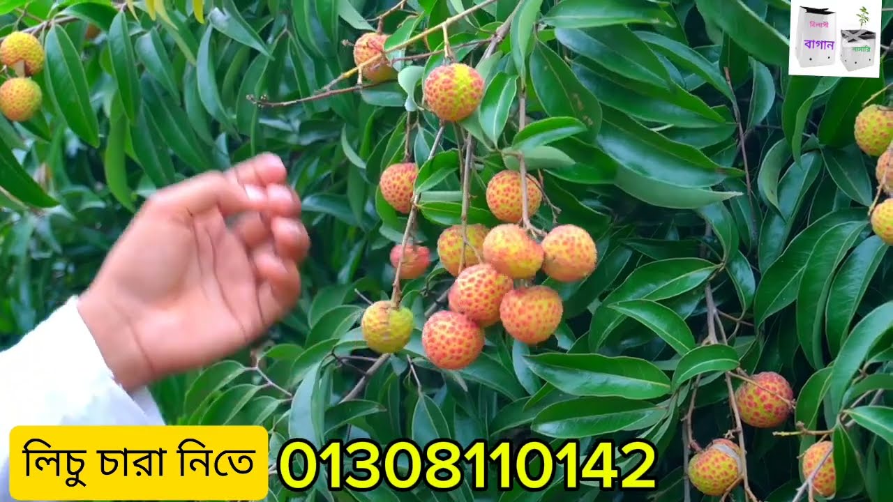 #লিচু