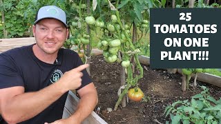 3 Simple Ways to Produce More Tomatoes