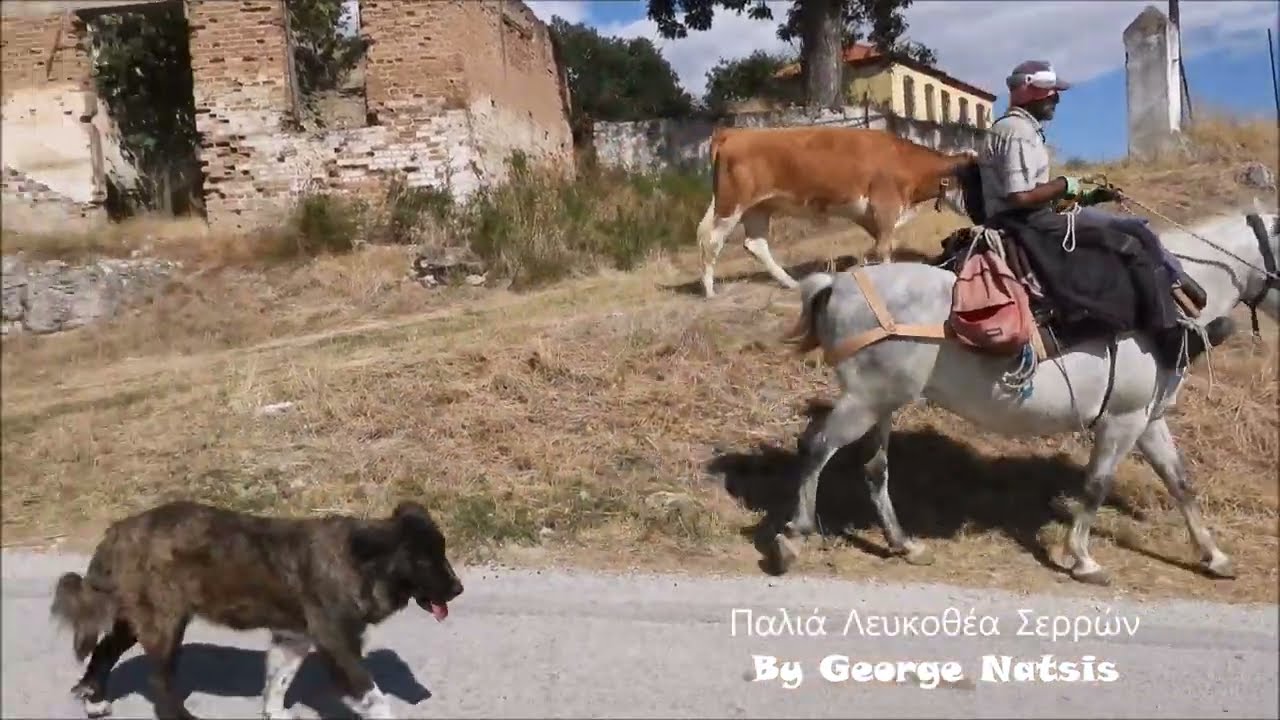 Παλιά Λευκοθέα Σερρών 2025