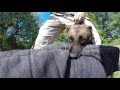Police K-9: Building the Bite!!! Police K-9: Building the Bite!!!