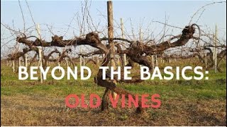 Wine Scholar Guild - Beyond The Basics: Old Vines with Sarah Abbott MW