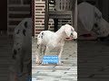 Great Dane puppy for sale (8920196052) #reels #shorts