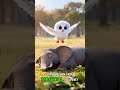 Unique interaction between Wini and an elephant in a wide grassland 🦉🐘 #wini