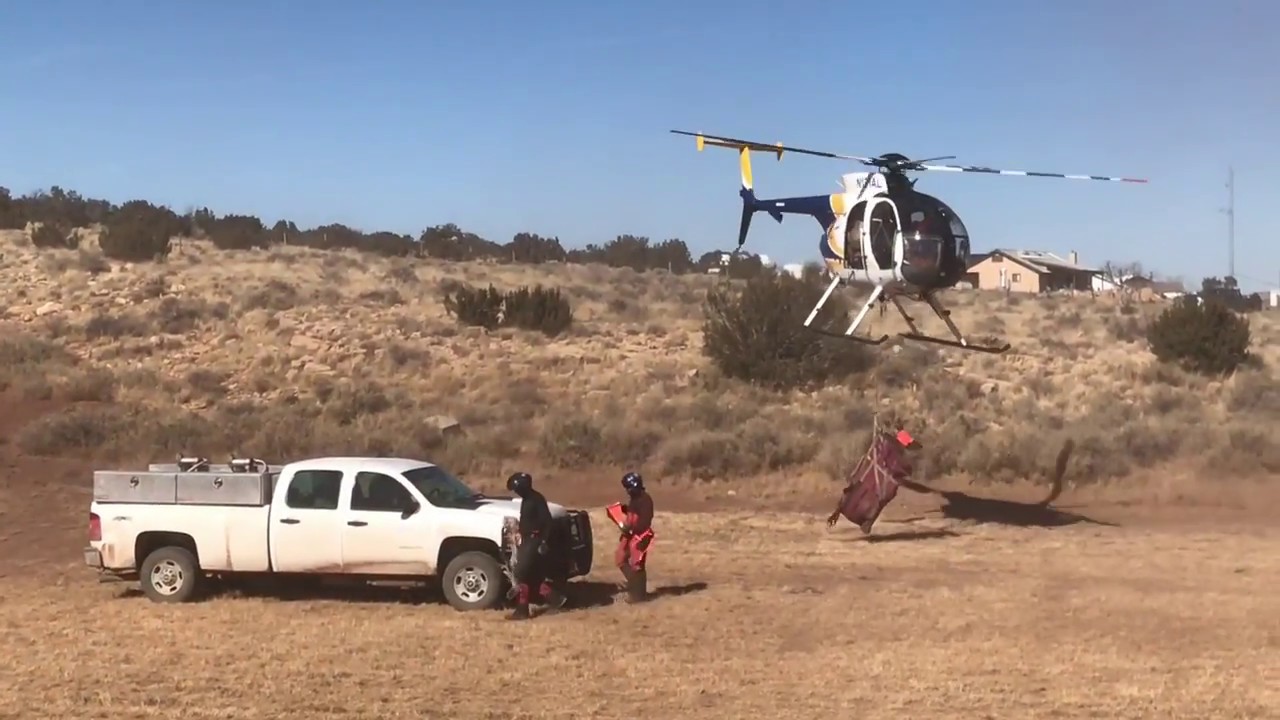 Conservation efforts help reestablish elk population in West Virginia