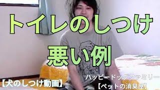 【犬のしつけ講座】トイレのしつけの悪い例【ペットの消臭屋】