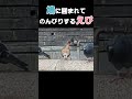 鳩に囲まれてのんびりしていたえびの天使ちゃん【えびの天使ちゃん研究レポート】 #shorts