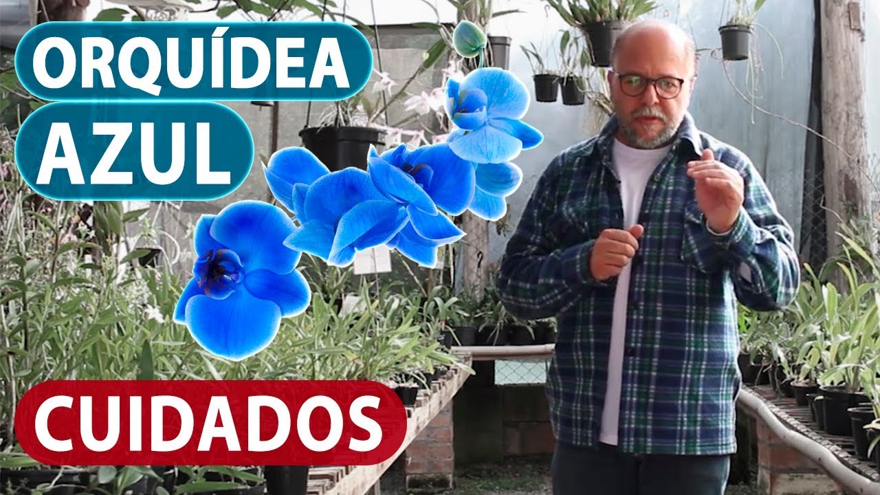 Orquidea Phalaenopsis Azul os Cuidados São Diferentes ? - YouTube