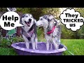 We Tricked Our Huskies Into Getting A Bath! 🛀😱🤣