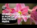 Новогодние и рождественские растения мира