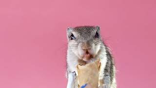 muttuu eats tiny ice cream cone🍦🍨😋😁💗squirrel served tiny ice cream cone 🍦🍨😋💗🤗