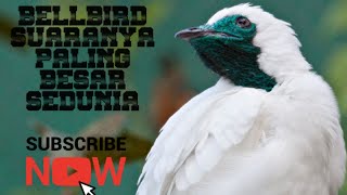 Burung bellbird burung suara terbesar di dunia