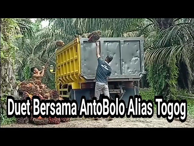 Muat sawit bersama AntoBolo Alias Togog class=