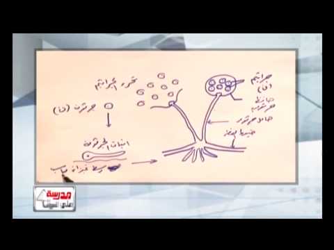 أحياء 3 ثانوي رسومات الأحياء رسمة 4 من 31 التكاثر بالجراثيم في فطر عفن الخبز Youtube