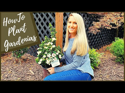 Video: Plantering av Gardenia-växter i miniatyr – Hur man odlar dvärg Gardenia-blommor