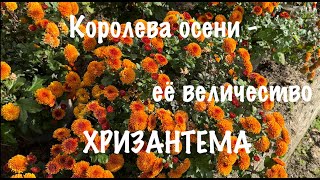 видео: Зачем мне столько хризантем? Где и как зимуют? Отвечаю на Ваши вопросы картинка: Зачем мне столько хризантем? Где и как зимуют? Отвечаю на Ваши вопросы
