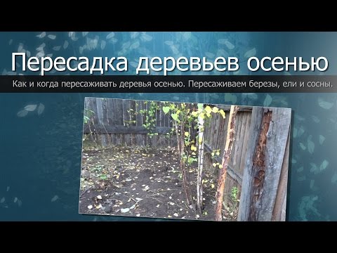 Пересадка деревьев осенью//Пересаживаем березы, ели и сосны//Change of trees in the fall