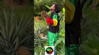 #rastafarian #food #reggaewine #reggaewine #naturalfood #rootsmusic