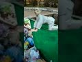 Путін лох наївся блох сів мусорку і здох а собака з переляку відкусила йому сраку Путін лох наївся блох сів мусорку і здох а собака з переляку відкусила йому сраку